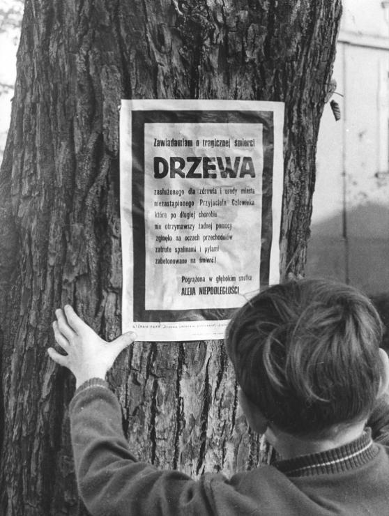 Akcja Stefana Pappa Drzewa umierają publicznie, VII Sympozjum i Wystawa Złotego Grona, 1975 fot. Bronisław Bugiel