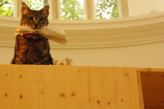pawilon niemiecki, Liam Gillick i jego animatroniczny kot, 2009