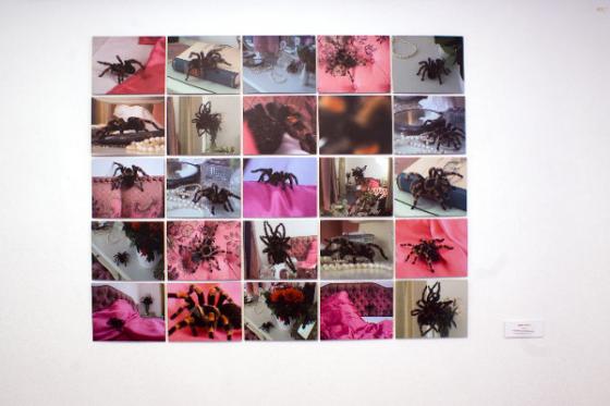 Bogna Burska, "Arachne", 25 kadrów z filmu na dibondzie 20x25cm, 2003, fot. kn