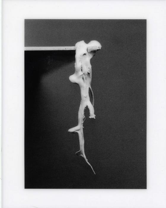 Alina Szapocznikow, Fotorzeźba, 1971, czarnobiała fotografia, 25 x 18 cm, © Piotr Stanisławski, dzięki uprzejmości The East Wing