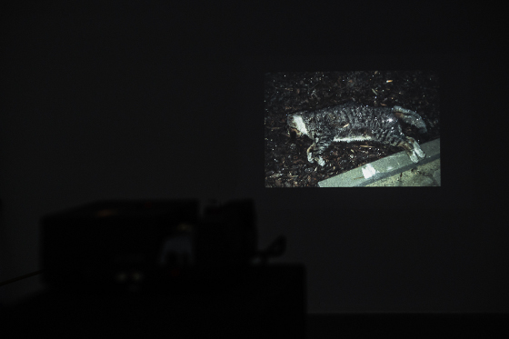 Michał Gayer, Roziskrzony kot,  obraz rzucony na ścianę (slajd), kawałki rozbitego lustra, 2015
