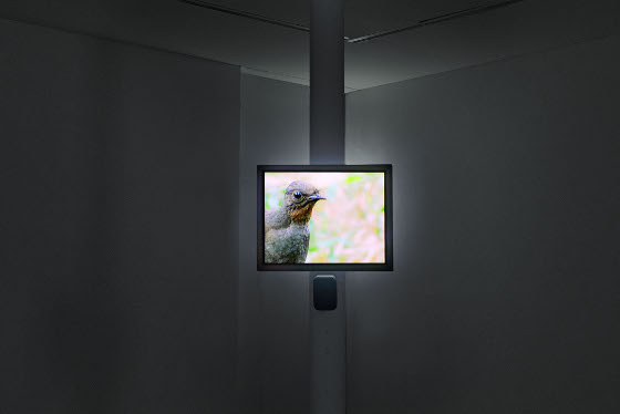 Kader Attia, "REPAIR. 5 ACTS"., Installation view Act 4: Nature, MIMESIS AS RESISTANCE Sound, Video, 9:33 min Courtesy: the arti