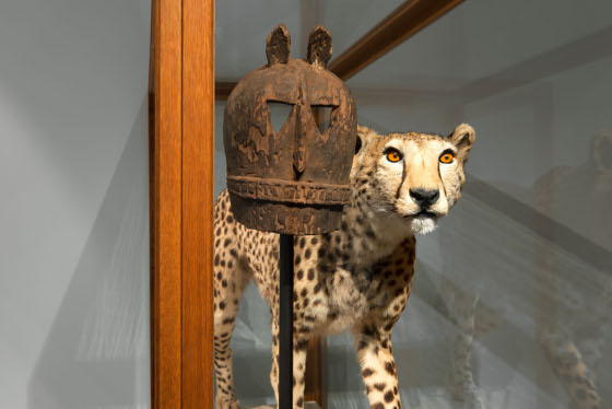 Kader Attia, REPAIR. 5 ACTS, Installation view Act 4: Nature, MIMESIS AS CONTROL 3 vitrines, taxidermied animals, masks, objects